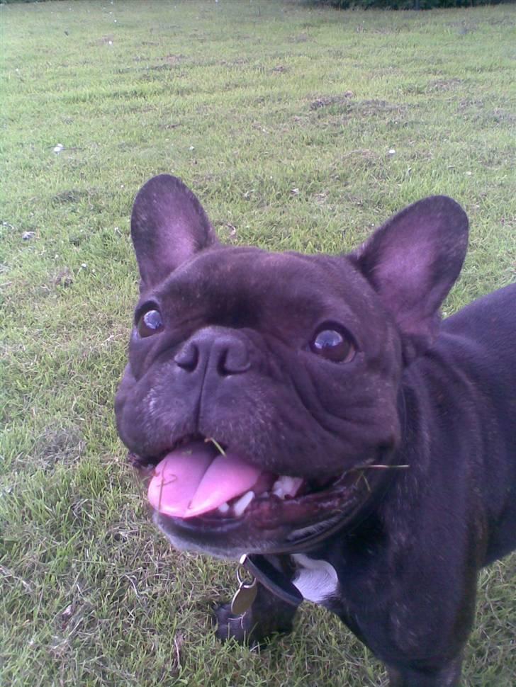 Fransk bulldog - Kira - - gir du en hundekiks? billede 15