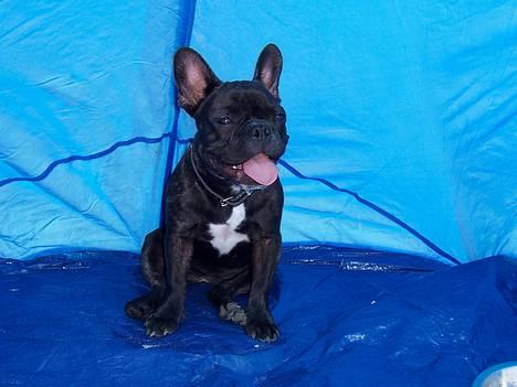Fransk bulldog - Kira - - d. 1/7 .... mig ved blåvand strand... sidder lige i skyggen billede 16