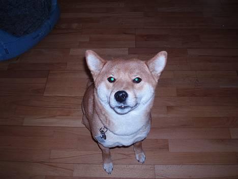 Shiba mitzu - jeg er altså lige her ! billede 1