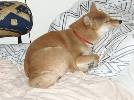Shiba mitzu - ZZZZZZ er jeg ikke sød når jeg sover ? billede 2