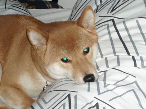 Shiba mitzu - jeg prøver altså lige at sove ! billede 3