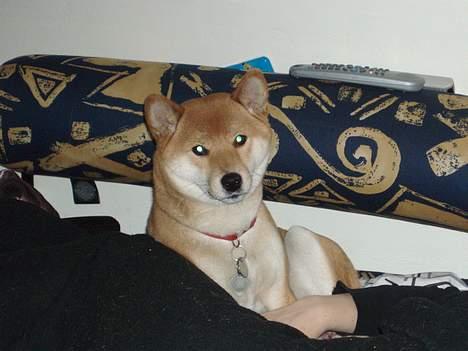 Shiba mitzu - uhh hvad er det der sker her ? billede 4