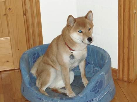 Shiba mitzu - altså stopper du ikke snart med at tage billder ? billede 5
