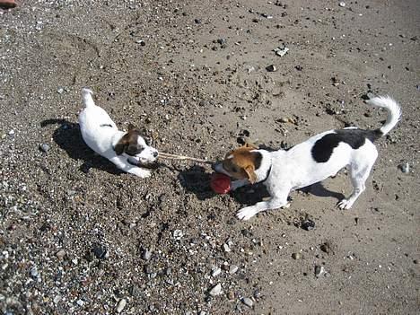 Jack russell terrier Oma Olsen "Bessie" billede 9