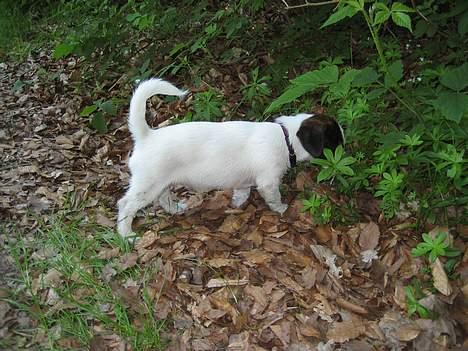 Jack russell terrier Oma Olsen "Bessie" billede 10
