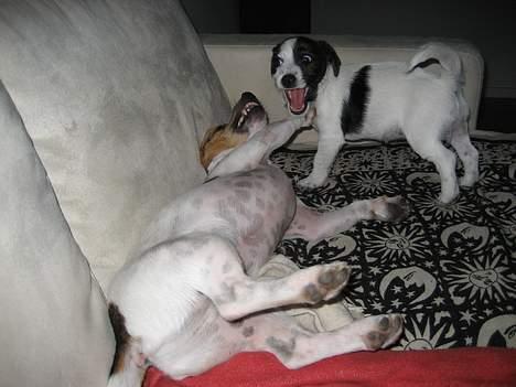 Jack russell terrier Oma Olsen "Bessie" billede 11