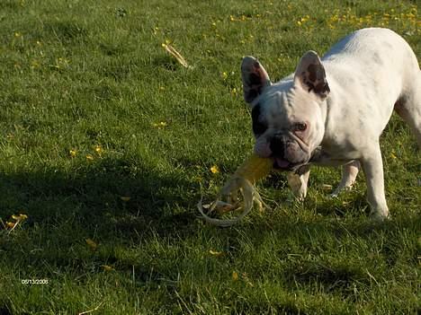 Fransk bulldog Gizmo * i hundehimlen* - mmm har fået en majskolbe :) mums billede 14