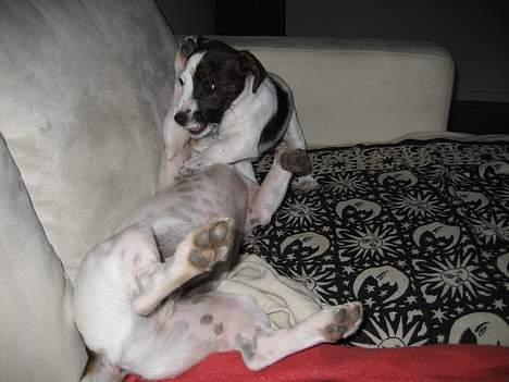 Jack russell terrier Oma Olsen "Bessie" billede 12