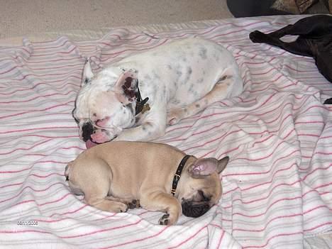 Fransk bulldog Gizmo * i hundehimlen* - Mig og min lillesøster. Hun er sød :) billede 15