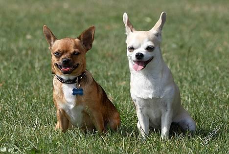 Chihuahua Tusse - herre og fru tusse billede 9