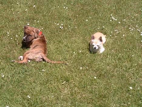 Chihuahua Tusse - nala og tusse billede 10