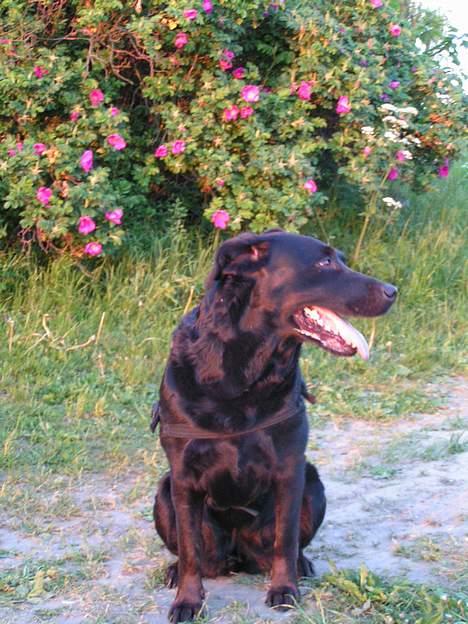 Labrador retriever Sille billede 3