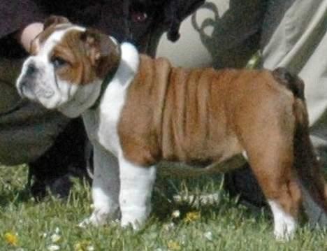 Engelsk bulldog Betty - min første udstilling        gad vide om jeg bliver champ en dag??? billede 6