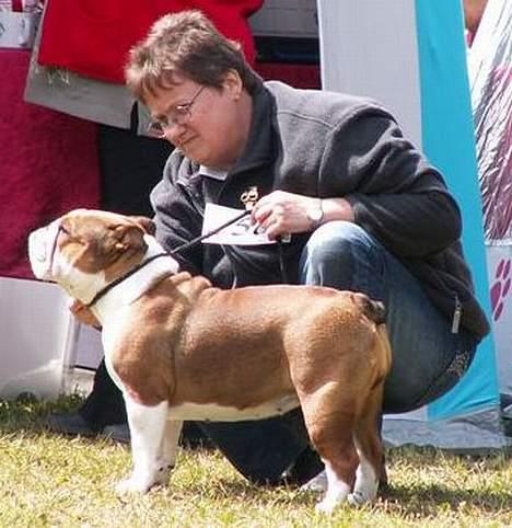 Engelsk bulldog Betty - i´m  a bitsch i´m a lover billede 7