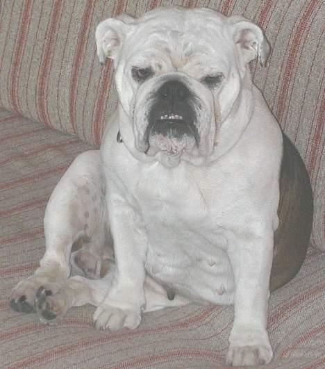Engelsk bulldog Hertha. R.I.P 26-06-2012 - Bare jeg får sofaen for mig selv billede 6