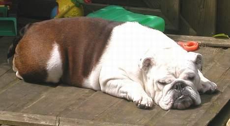 Engelsk bulldog Hertha. R.I.P 26-06-2012 - det her er bare ferie........... solbad på teressen billede 7
