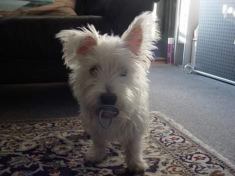 West highland white terrier Airas Milo Lucas  billede 1