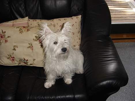 West highland white terrier Airas Milo Lucas  billede 3