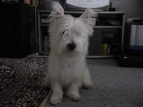 West highland white terrier Airas Milo Lucas  billede 4
