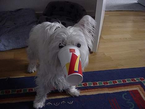 West highland white terrier Airas Milo Lucas  - I´m lovin it... billede 5