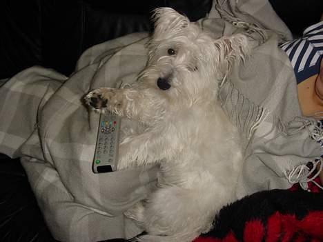 West highland white terrier Airas Milo Lucas  billede 6