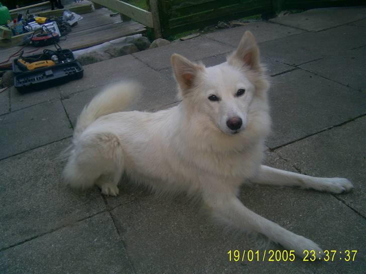 Blanding af racer Blondie 18-4- - Gider du ikke lige at snakke lidt billede 1