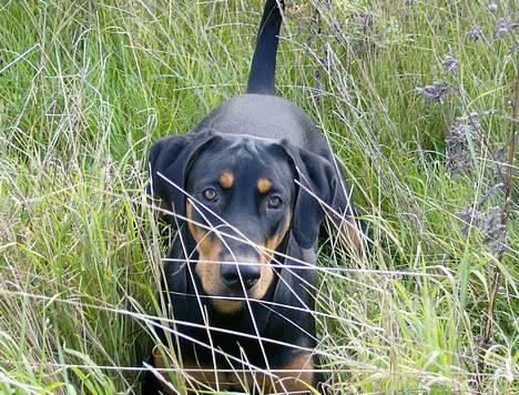 Dobermann Zita - Det er keeedeligt at blive fotograferet - vil hellere lege ;) billede 2
