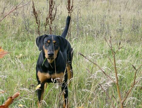 Dobermann Zita - Jordens dejligste hund :) billede 4