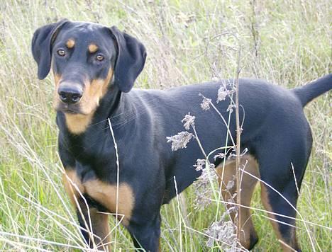 Dobermann Zita - Smukke pige! billede 7