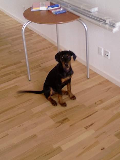 Dobermann Zita - Skal jeg ha mad nu???:) billede 8