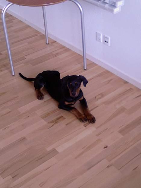 Dobermann Zita - jeg kan os ligge indtil jeg må få min mad:) billede 9