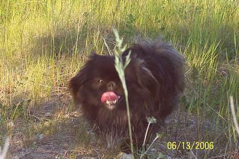 Pekingeser Borrings(Lulu)Sjuss den 4 - Hvorfor siger du jeg ligner Sjuss ? jeg er da Sjuss!! dumme mor billede 15