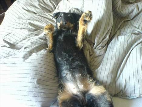 Tysk jagtterrier Dusty billede 5