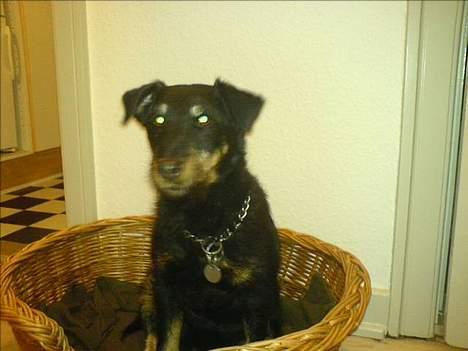 Tysk jagtterrier Dusty billede 6