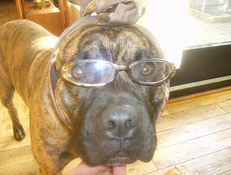 Blanding af racer Tjalfe - Nu Uden Klodser* - Tjalfe siger! Her kommer Tjalfe med kost og spand :) billede 1