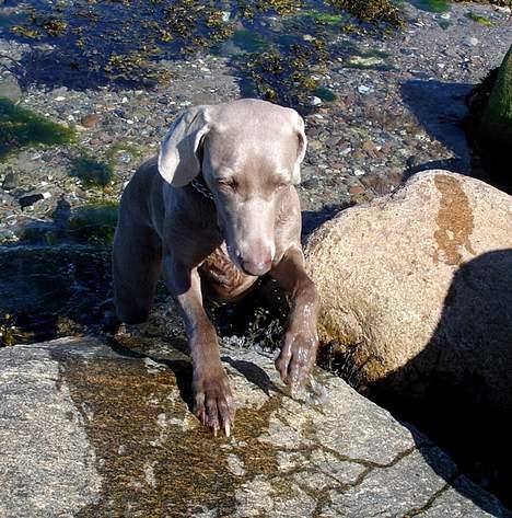 Weimaraner Kiwi - Reersø strand. Hopsa, op på stenen. billede 18