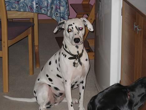 Dalmatiner Maida - Maida tigger... billede 1