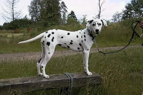 Dalmatiner Maida - Maida som stor hvalp billede 2