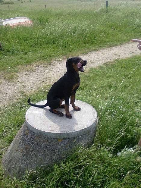 Dobermann Zita - En kiks mere? billede 14