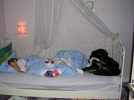 Blanding af racer Bamse R.I.P :'( - elsker at sove i lille pigens seng......(selv om jeg ikke må C") billede 12