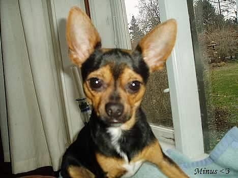 Blanding af racer ♥ Minus 'Jensen' ♥ - Nysgerrige Minus i sin Vindueskam :P billede 1