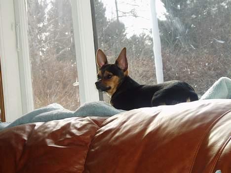 Blanding af racer ♥ Minus 'Jensen' ♥ - Har du hørt Noget ? billede 2