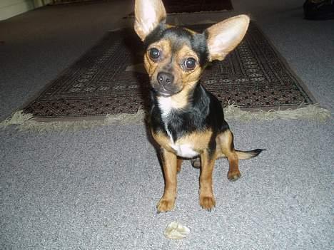 Blanding af racer ♥ Minus 'Jensen' ♥ - Minus ser gloende skægt på Kameraet ^^ billede 4