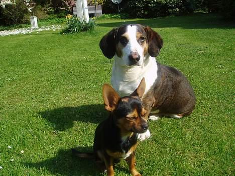 Blanding af racer ♥ Minus 'Jensen' ♥ - Minus og Nimbus i Solen billede 5