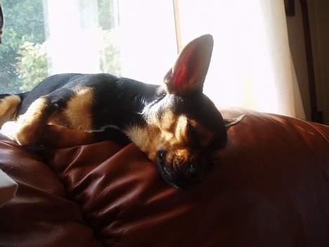 Blanding af racer ♥ Minus 'Jensen' ♥ - Sløve Minus xD billede 6