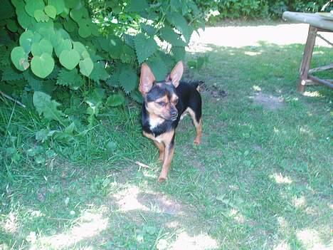 Blanding af racer ♥ Minus 'Jensen' ♥ - Dejlige Minus i Haven billede 7