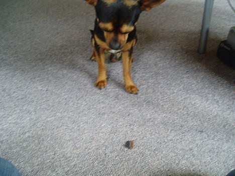 Blanding af racer ♥ Minus 'Jensen' ♥ - Minus der venter på Tilladelse til at tage sin Godbid =) billede 8