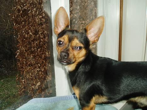 Blanding af racer ♥ Minus 'Jensen' ♥ - Dejlige Minus =) billede 9