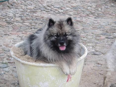 Keeshond keeshos bosco - hej er jeg ikke sød... :O) billede 1