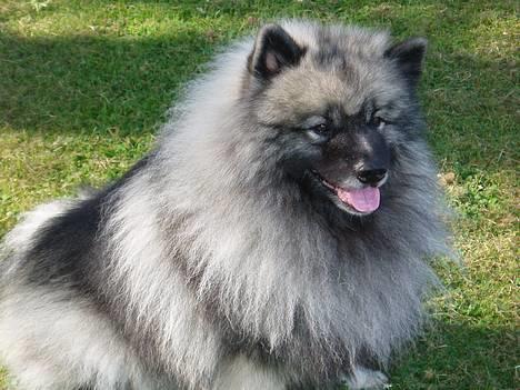 Keeshond keeshos bosco - Jeg synes alså selv jeg er mega dejlig billede 3